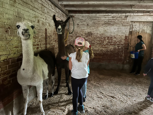 Lama Plausch