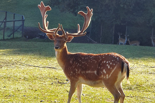 Tierpark